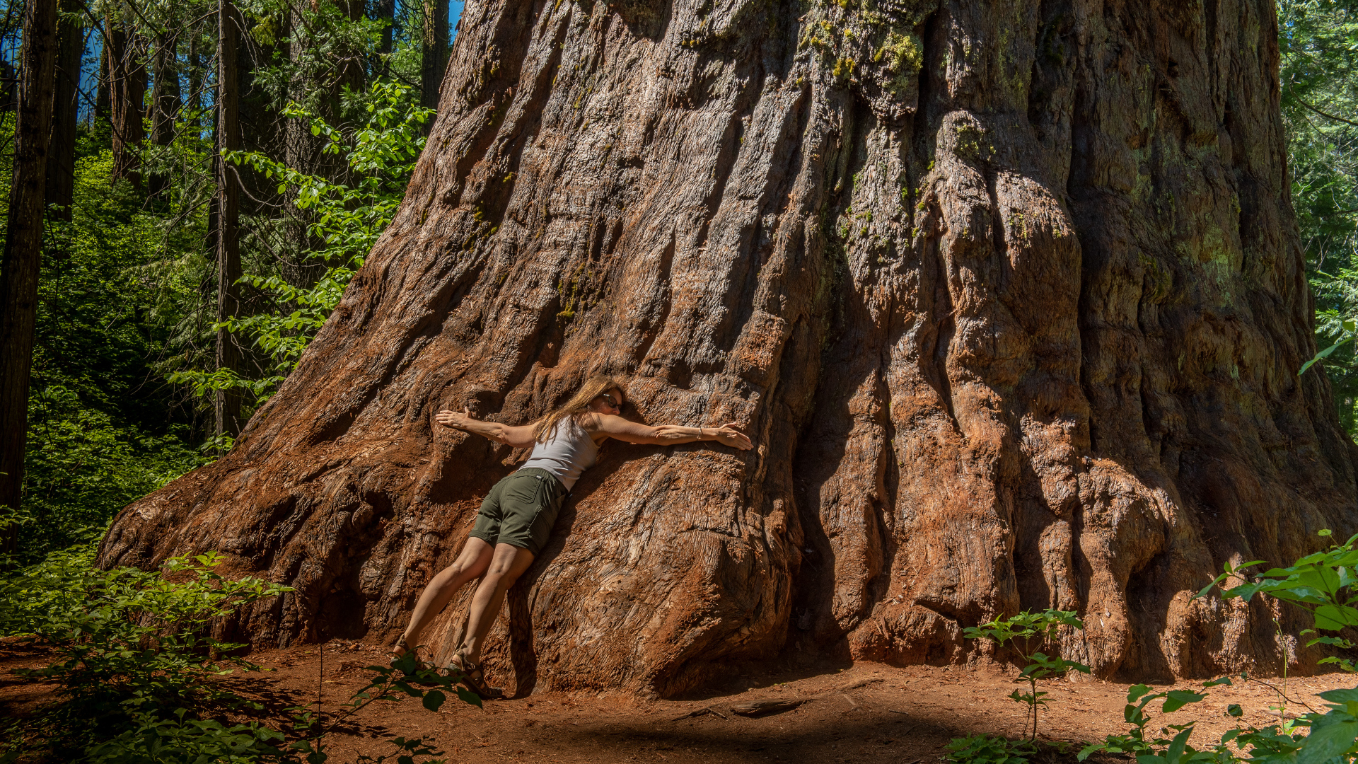 Woman embracing a giant sequoia tree